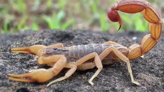 Scorpion Evolution  California Academy of Sciences [upl. by Fasto]