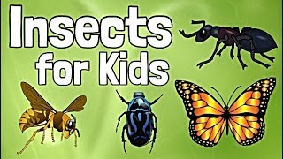 Insects for Kids [upl. by Graubert212]