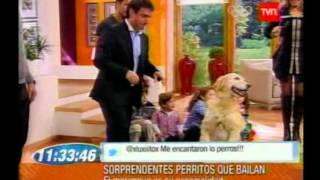 Dos perritas bailando merengue Parte 2 [upl. by Ortrude889]