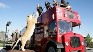 Animales Más Grandes de la Historia [upl. by Audwen]