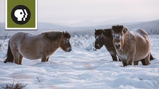 Freezing Temps Are No Problem For Arctic Horses [upl. by Nahij890]