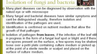 Lecture 11  Identification Isolation of fungi and bacteria  Dr Rana Samara [upl. by Ilsa]