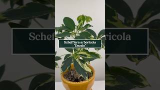 Care tips for Schefflera arboricola “Dazzle” the Variegated Umbrella Plant 🪴☂️ shorts plants [upl. by Syramad]