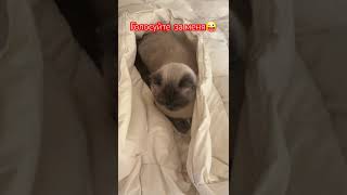 А что вы скажите про меня😄funnycat shorts любимый котище [upl. by Mutat]