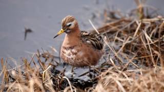 Birding Barrow Utqiaġvik Alaska [upl. by Trocki]