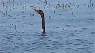 swimming anhinga [upl. by Esdras]