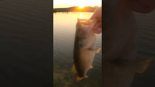 Hover Strolling with the Jackall Driftfry  BFS Fishing for Bass [upl. by Dodd]