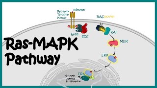 RasMAPK pathway  RasMAPK in cancer  The MAP Kinase MAPK signalling pathway [upl. by Rosemary]