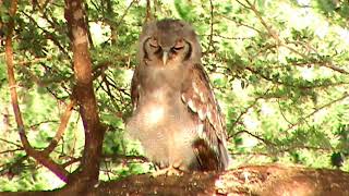 Verreauxs Eagle Owl calling [upl. by Aman]