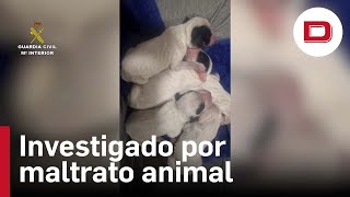 Un investigado por abandonar a ocho cachorros en un contenedor de Valladolid [upl. by Meid]