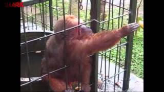 Ghetto Monkey Eating Bananas Funny Voiceover [upl. by Travers]