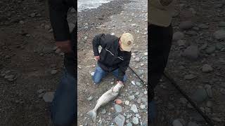 Stripe Bass on the Bay of Fundy New Brunswick [upl. by Byron486]