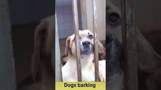 Angry dog barking sound effect26viralshorts [upl. by Baskett]