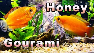 The Sweetest Gourami You Will Meet Honey Gourami Care and Breeding [upl. by Jone929]