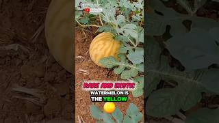 Unique How To Planting Melon Seed✅️🥝 Part 01 🌍 shorts unique [upl. by Akissej]