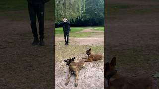 BACK FLIP WITH TWO BELGIAN MALINOIS 🧎🏻‍♂️↪️🐕🐾 dogshorts malinois backflip park [upl. by Eveineg]