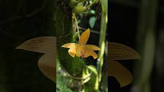 Bulbophyllum lobbii flowers nature orchid [upl. by Jenifer353]