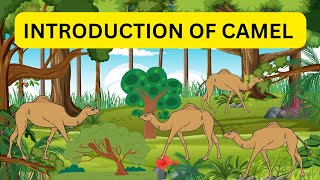 Introduction OF CAMEL The Fascinating World of Camels Adaptations Culture and Significance [upl. by Ennovoj987]