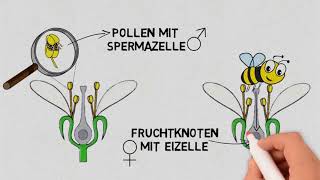 Weinbergschnecken bei der Fortpflanzung [upl. by Kally]