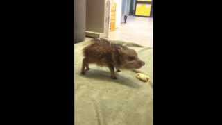 Baby Javelina Noms Banana [upl. by Elletnohs984]