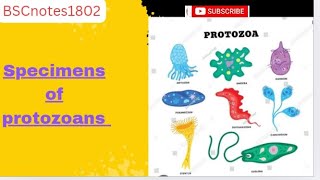 Specimens of protozoans  BSc 1st year  invertebrates [upl. by Bein]