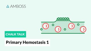 Primary Hemostasis  Part 1 Platelet Adhesion [upl. by Drarehs]