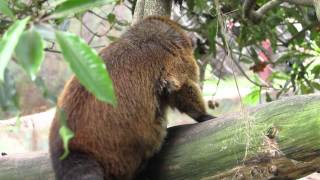 western mountain coati western dwarf coati Nasuella olivacea Parque Natural Chingaza [upl. by Conlan]