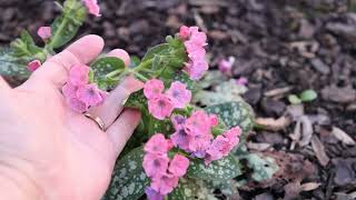 Pulmonaria Pretty in Pink Hybrid  Lungwort Jerusalem Sage Marys Tears Our Ladys Milk Drops [upl. by Sliwa]