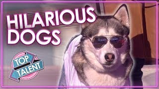 FUNNIEST DOG AUDITIONS amp MOMENTS EVER on Britains Got Talent  Top Talent [upl. by Nile]