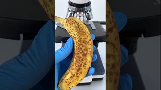 Banana लाई microscope बाट हेर्दा । shorts [upl. by Awra]