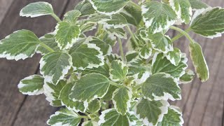 Poda y reproducción del incienso Plectranthus coleoides  Bricomanía  Jardinatis [upl. by Duax570]