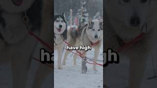 FirstTime Dog Owners Should NOT Get A Siberian Husky 🐾🚫🐕 shorts dog dogs pets pet [upl. by Oremodlab]