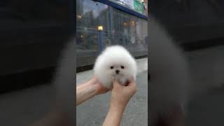 Cute white miniteacup Pomeranian puppy video😘💖 [upl. by Neirrad]