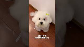 091 Baby dog cute puppy barking 4kviral shorts shortvideos [upl. by Kusin]