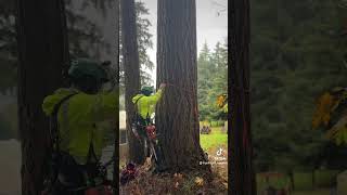 Climbing a Thick Fir Tree treeworker stihl treetrimming shorts [upl. by Aixela596]