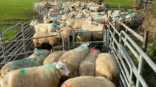 BIG SURPRISE A newborn lamb appears while weighing lambs AMAZING SHEEPDOGS WORKING [upl. by Neelrihs]