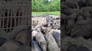 pig farm in river shorts [upl. by Cornela]