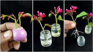 Simple way to grow jatropha plant from cuttings  How to grow jatropha plant from cuttings [upl. by True]