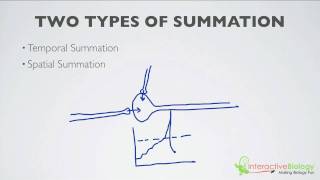 019 What is Summation 2 Types [upl. by Auqeenahs]