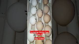 Incubating Chicken Eggs Part 11  Egg Turning [upl. by Cnahc]