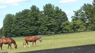 Southern Albemarle County Farms [upl. by Latonia]