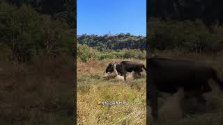 Lions hunt wildebeests Lions hunt wildebeests Amazing animals are here Animal World Highlights o [upl. by Drazze]