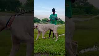 alangu doglover bullykutta pakistanibullykutta pets youtubeshorts trending viralvideo 🐈 [upl. by Leahcimluap]