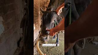 Impactionपेट बंध in Bull impaction veterinary cattle dairyanimals [upl. by Tiena]