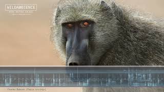 Baboon Sounds amp Calls  Wild barks and grunts of Chacma Baboons [upl. by Ahcrop]