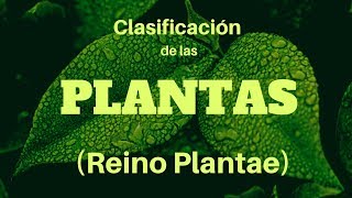 CLASIFICACIÓN DE LAS PLANTAS Reino Plantae [upl. by Aeel]