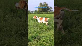 Pointer Dogs Training  Rain Quail Hunting with Net and Pointer Dog dog [upl. by Newmark]