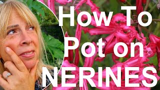 Tropical gardens UK How to Pot and Plant Exotic Nerine Guernsey Lily Bulbs [upl. by Orwin229]