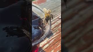 Bee Eating Grape Jelly [upl. by Wendi]