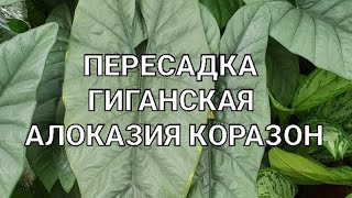 Алоказия Гетерофилла Коразон Alocasia Heterophylla Corazon [upl. by Gustavo]